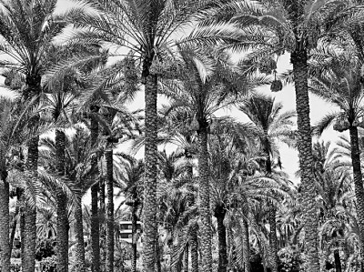 椰枣,阿拉伯人的文化记忆 椰枣,阿拉伯人的文化记忆