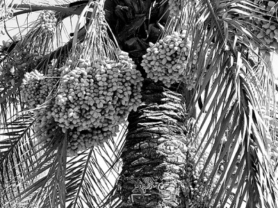 椰枣,阿拉伯人的文化记忆 椰枣,阿拉伯人的文化记忆